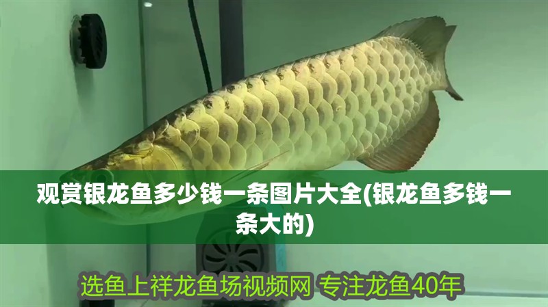 觀賞銀龍魚多少錢一條圖片大全(銀龍魚多錢一條大的)