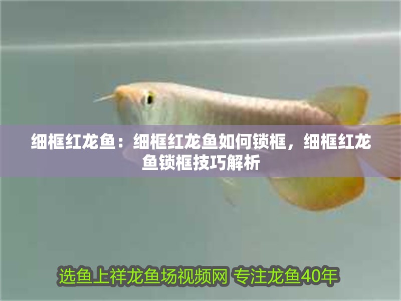 細框紅龍魚：細框紅龍魚如何鎖框，細框紅龍魚鎖框技巧解析 細框紅龍魚：細框紅龍魚如何鎖框，細框紅龍魚鎖框技巧解析 水族問答