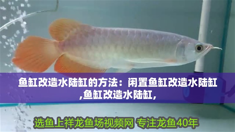 魚缸改造水陸缸的方法：閑置魚缸改造水陸缸,魚缸改造水陸缸,