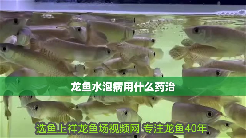 龍魚水泡病用什么藥治