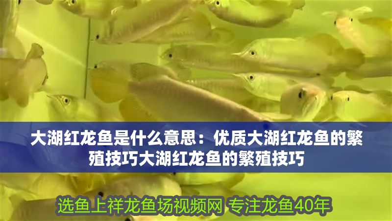 大湖紅龍魚是什么意思：優質大湖紅龍魚的繁殖技巧大湖紅龍魚的繁殖技巧