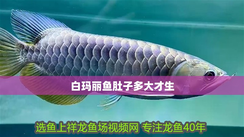 白瑪麗魚肚子多大才生