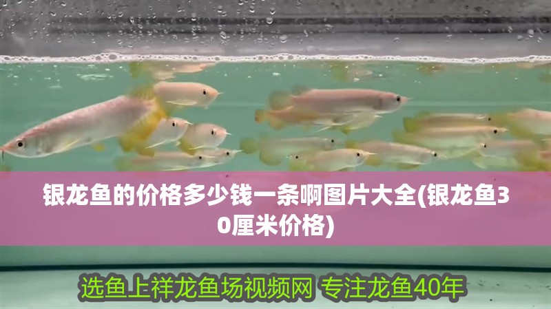 銀龍魚的價格多少錢一條啊圖片大全(銀龍魚30厘米價格) 銀龍魚的價格多少錢一條啊圖片大全(銀龍魚30厘米價格) 銀龍魚百科