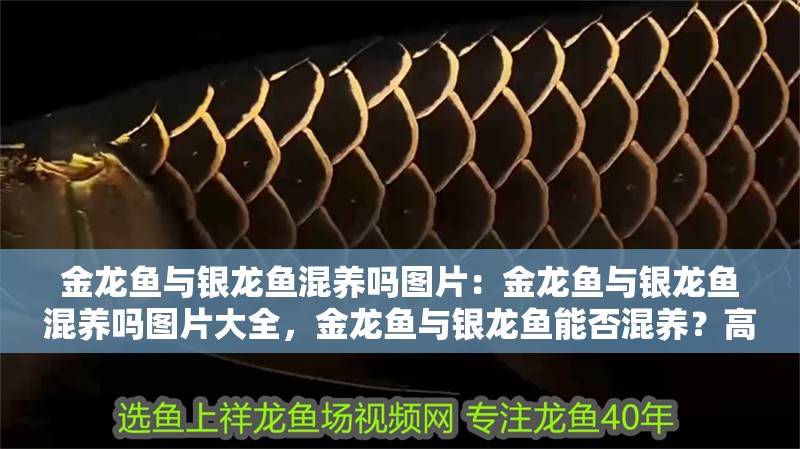 金龍魚與銀龍魚混養嗎圖片：金龍魚與銀龍魚混養嗎圖片大全，金龍魚與銀龍魚能否混養？高清圖片全