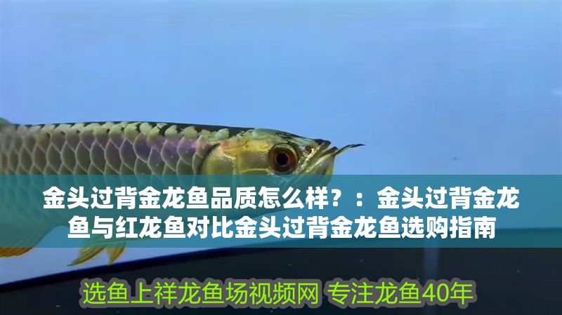 金頭過背金龍魚品質怎么樣？：金頭過背金龍魚與紅龍魚對比金頭過背金龍魚選購指南
