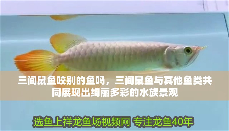 三間鼠魚咬別的魚嗎，三間鼠魚與其他魚類共同展現出絢麗多彩的水族景觀