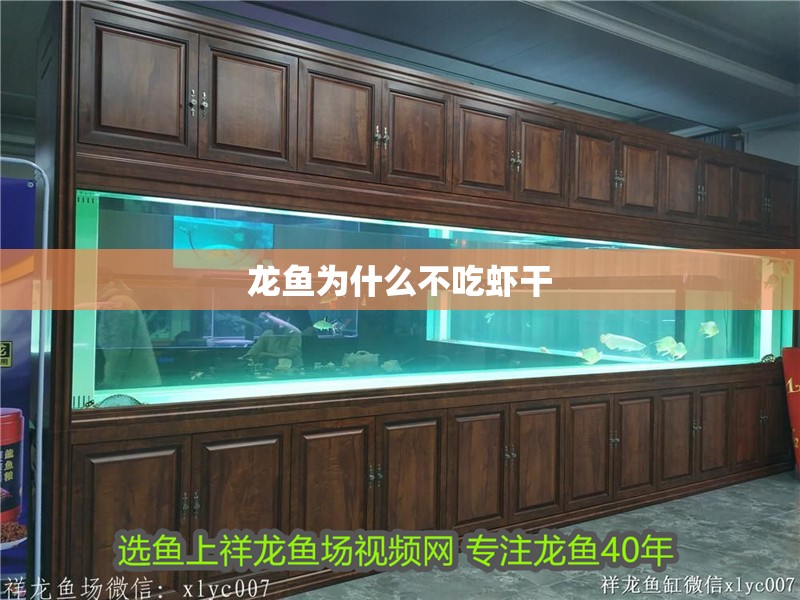 龍魚為什么不吃蝦干 龍魚為什么不吃蝦干 龍魚百科