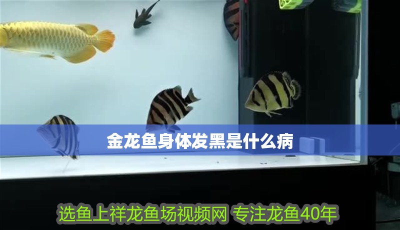 金龍魚身體發黑是什么病 金龍魚身體發黑是什么病 龍魚百科