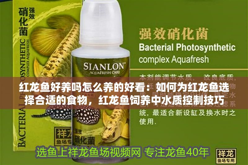 紅龍魚好養嗎怎么養的好看：如何為紅龍魚選擇合適的食物，紅龍魚飼養中水質控制技巧 紅龍魚好養嗎怎么養的好看：如何為紅龍魚選擇合適的食物，紅龍魚飼養中水質控制技巧 紅龍魚百科 第1張