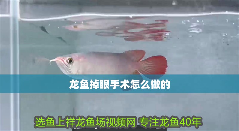 龍魚掉眼手術怎么做的