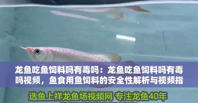 龍魚吃魚飼料嗎有毒嗎：龍魚吃魚飼料嗎有毒嗎視頻，魚食用魚飼料的安全性解析與視頻指南 龍魚吃魚飼料嗎有毒嗎：龍魚吃魚飼料嗎有毒嗎視頻，魚食用魚飼料的安全性解析與視頻指南 水族問答