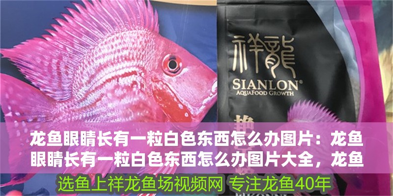 龍魚眼睛長有一粒白色東西怎么辦圖片：龍魚眼睛長有一粒白色東西怎么辦圖片大全，龍魚眼部出現白色顆粒怎么辦？附