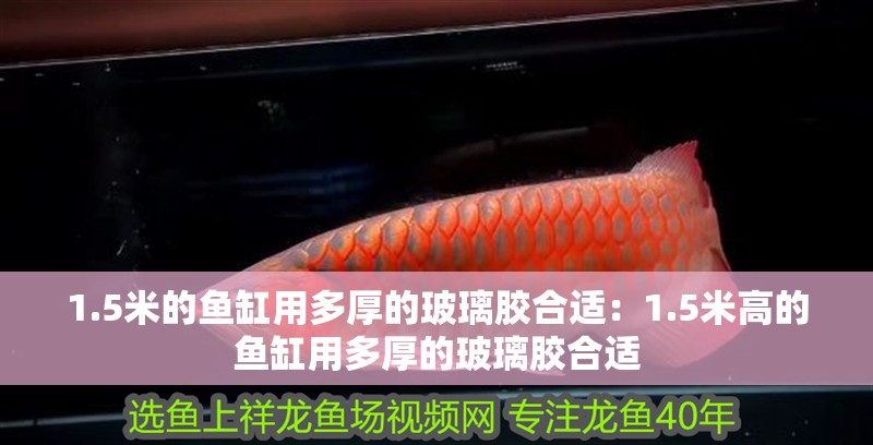 1.5米的魚缸用多厚的玻璃膠合適：1.5米高的魚缸用多厚的玻璃膠合適