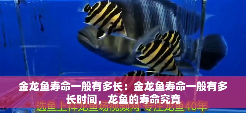 金龍魚壽命一般有多長：金龍魚壽命一般有多長時間，龍魚的壽命究竟 金龍魚壽命一般有多長：金龍魚壽命一般有多長時間，龍魚的壽命究竟 水族問答