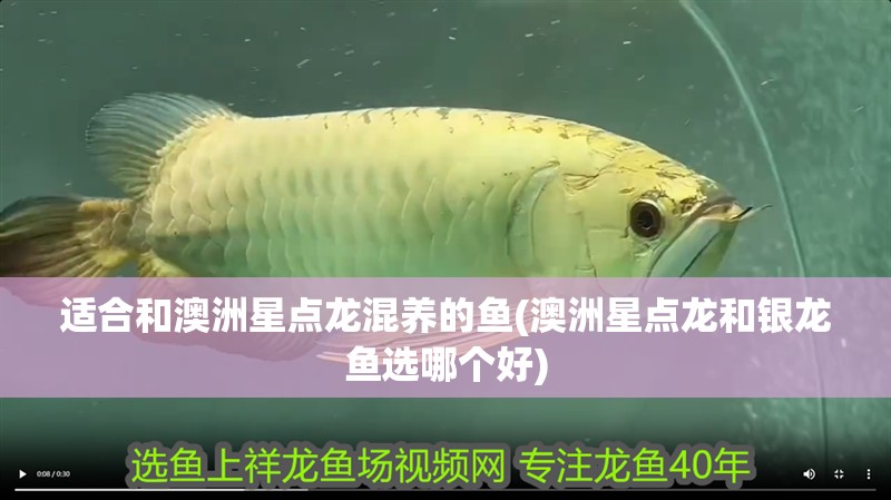 適合和澳洲星點龍混養的魚(澳洲星點龍和銀龍魚選哪個好)