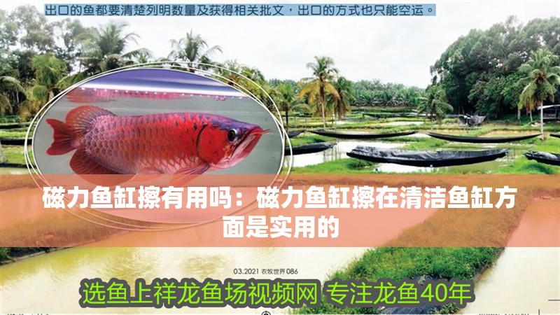 磁力魚缸擦有用嗎：磁力魚缸擦在清潔魚缸方面是實(shí)用的 磁力魚缸擦有用嗎：磁力魚缸擦在清潔魚缸方面是實(shí)用的 魚缸百科