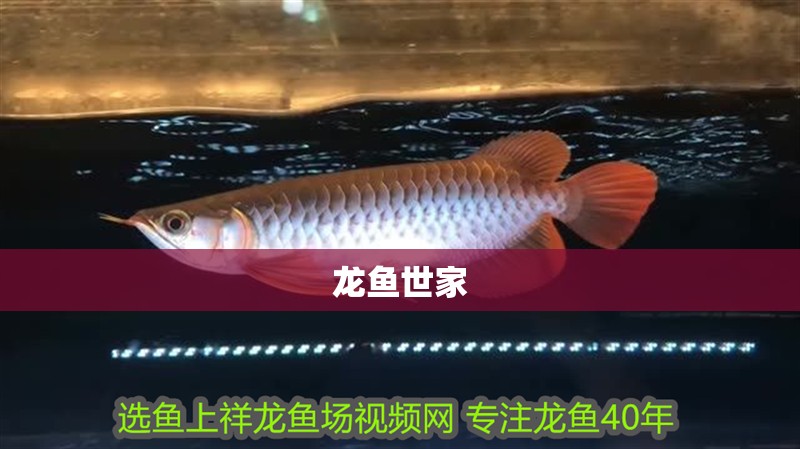 龍魚世家