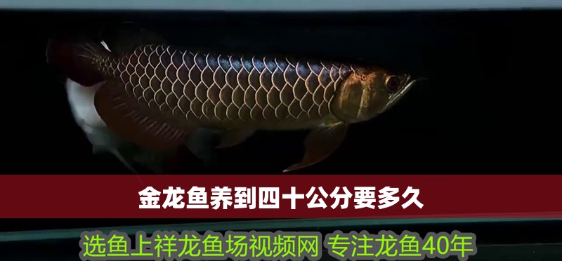 金龍魚養(yǎng)到四十公分要多久 金龍魚養(yǎng)到四十公分要多久 龍魚百科
