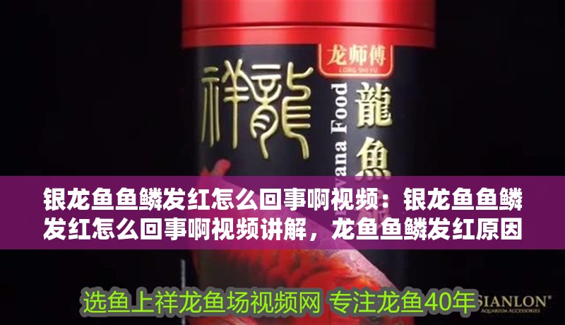 銀龍魚魚鱗發(fā)紅怎么回事啊視頻：銀龍魚魚鱗發(fā)紅怎么回事啊視頻講解，龍魚魚鱗發(fā)紅原因解析與