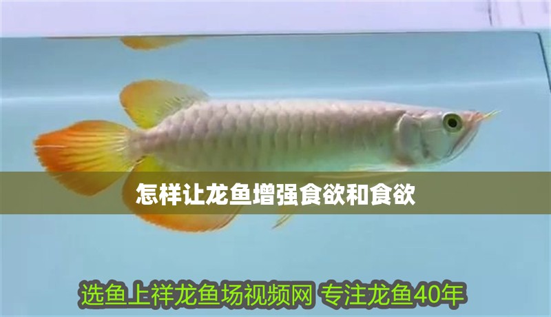 怎樣讓龍魚增強(qiáng)食欲和食欲 怎樣讓龍魚增強(qiáng)食欲和食欲 龍魚百科