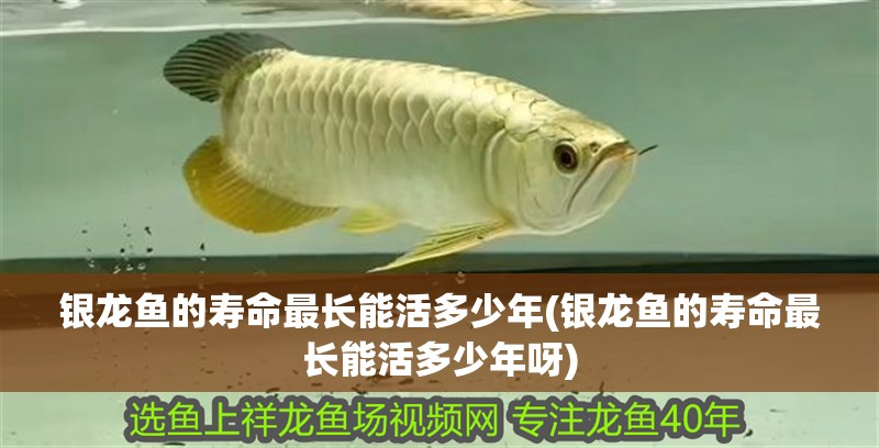 紅龍魚用黃燈烤有用嗎 銀龍魚的壽命最長能活多少年(銀龍魚的壽命最長能活多少年呀) 銀龍魚百科 銀龍魚的壽命最長能活多少年(銀龍魚的壽命最長能活多少年呀) 銀龍魚的壽命最長能活多少年(銀龍魚的壽命最長能活多少年呀) 銀龍魚百科