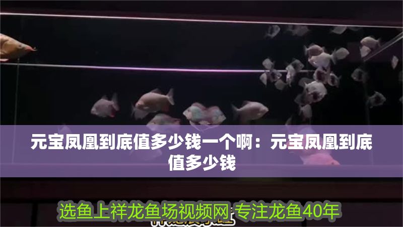 元寶鳳凰到底值多少錢一個啊:元寶鳳凰到底值多少錢 元寶鳳凰魚百科 第2張 元寶鳳凰到底值多少錢一個啊:元寶鳳凰到底值多少錢 元寶鳳凰到底值多少錢一個啊:元寶鳳凰到底值多少錢 元寶鳳凰魚百科 第2張