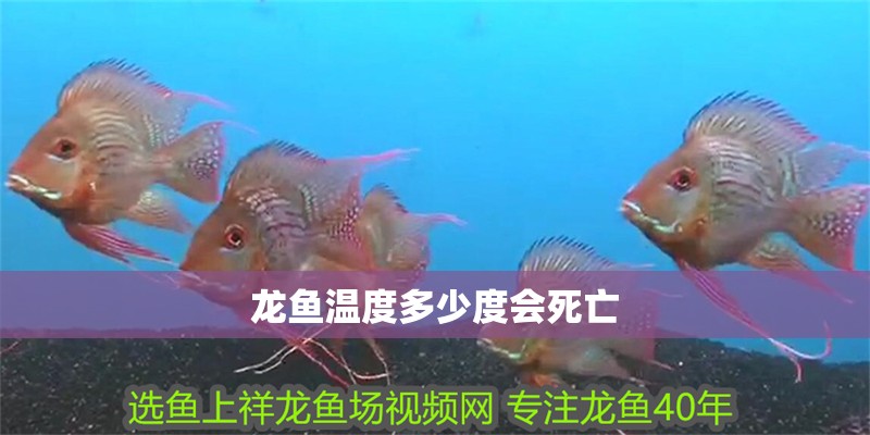 龍魚(yú)溫度多少度會(huì)死亡