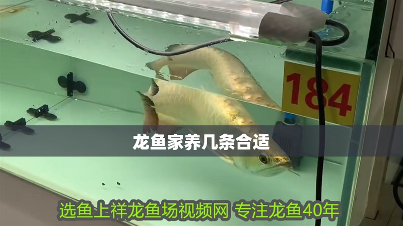 龍魚家養(yǎng)幾條合適