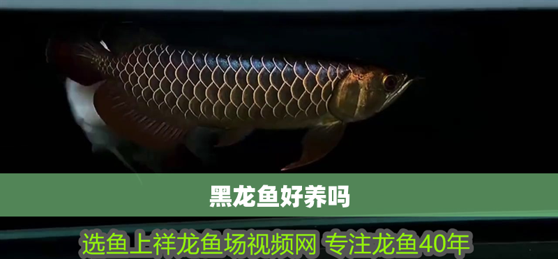 黑龍魚好養(yǎng)嗎 黑龍魚好養(yǎng)嗎 龍魚百科