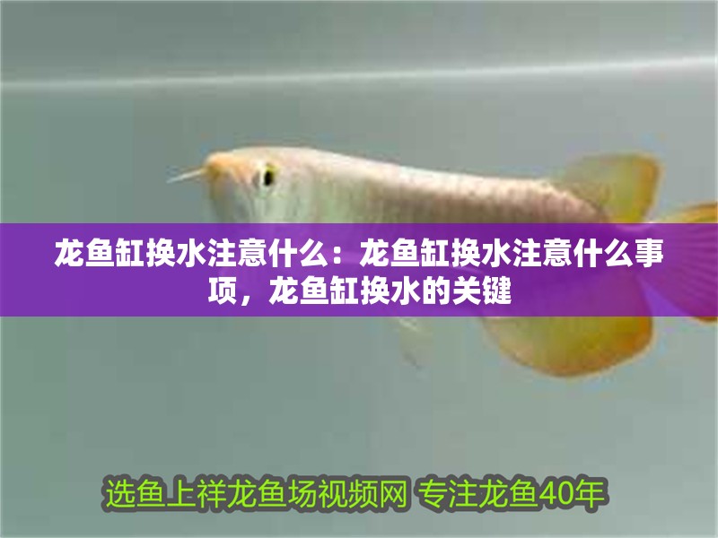 龍魚缸換水注意什么：龍魚缸換水注意什么事項，龍魚缸換水的關鍵 龍魚缸換水注意什么：龍魚缸換水注意什么事項，龍魚缸換水的關鍵 水族問答