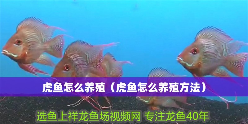 虎魚(yú)怎么養(yǎng)殖（虎魚(yú)怎么養(yǎng)殖方法）