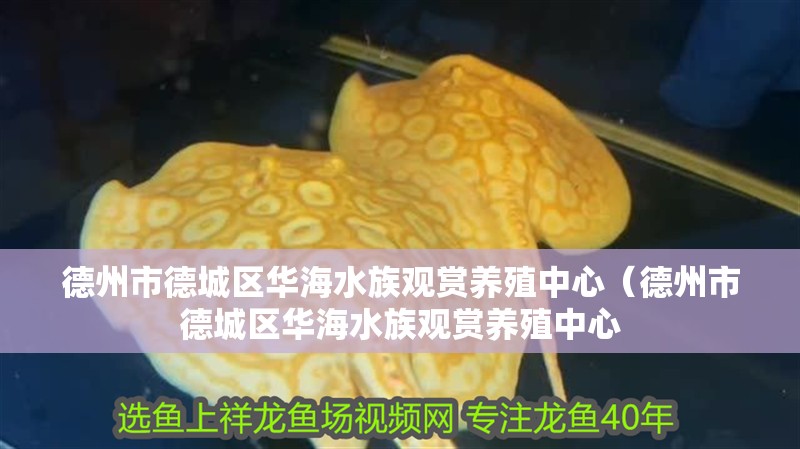 德州市德城區(qū)華海水族觀賞養(yǎng)殖中心（德州市德城區(qū)華海水族觀賞養(yǎng)殖中心