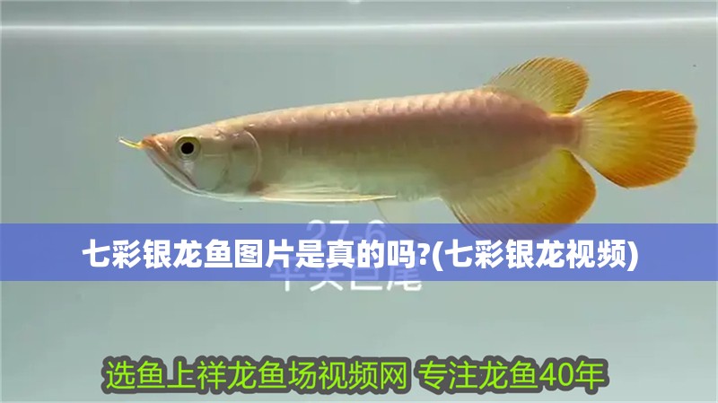 七彩銀龍魚圖片是真的嗎?(七彩銀龍視頻) 七彩銀龍魚圖片是真的嗎?(七彩銀龍視頻) 銀龍魚百科