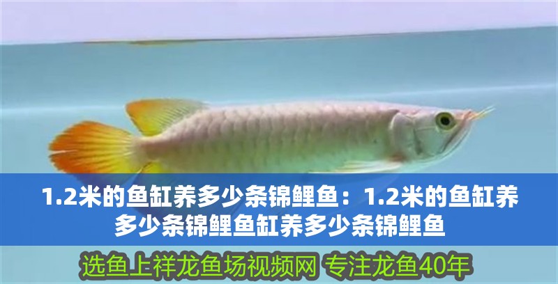 1.2米的魚缸養多少條錦鯉魚：1.2米的魚缸養多少條錦鯉魚缸養多少條錦鯉魚