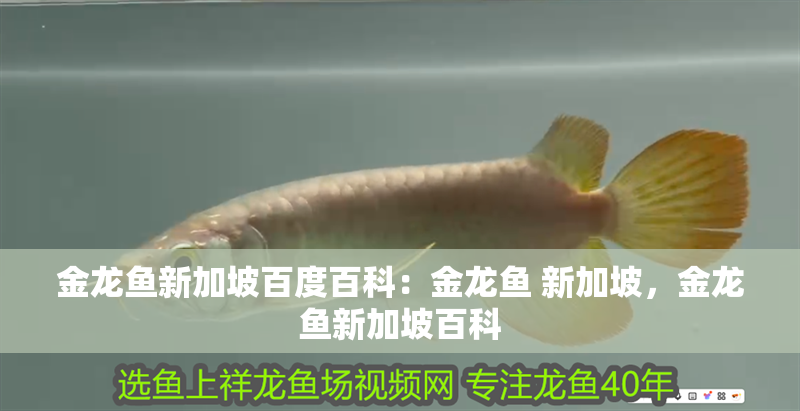 金龍魚新加坡百度百科：金龍魚 新加坡，金龍魚新加坡百科
