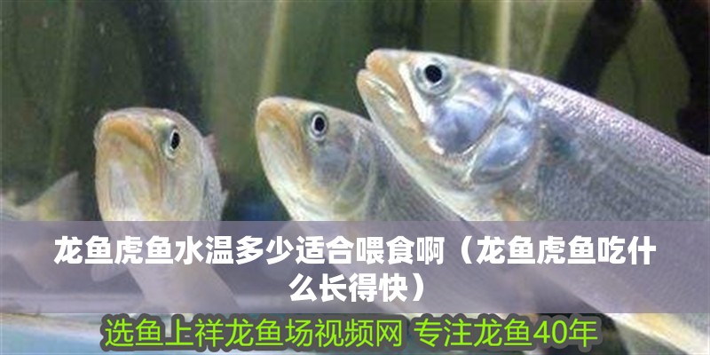 龍魚虎魚水溫多少適合喂食啊（龍魚虎魚吃什么長得快） 龍魚虎魚水溫多少適合喂食啊（龍魚虎魚吃什么長得快） 虎魚百科