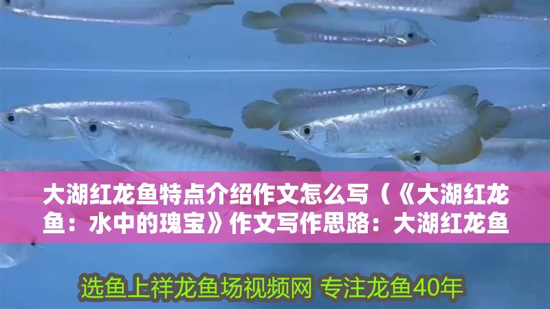 大湖紅龍魚特點(diǎn)介紹作文怎么寫（《大湖紅龍魚：水中的瑰寶》作文寫作思路：大湖紅龍魚）