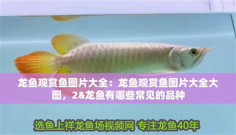 龍魚觀賞魚圖片大全:龍魚觀賞魚圖片大全大圖,2&龍魚有哪些常見的品種 水族問答 龍魚觀賞魚圖片大全:龍魚觀賞魚圖片大全大圖,2&龍魚有哪些常見的品種 龍魚觀賞魚圖片大全:龍魚觀賞魚圖片大全大圖,2&龍魚有哪些常見的品種 水族問答