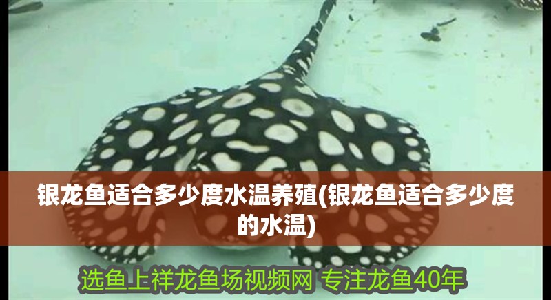 銀龍魚適合多少度水溫養(yǎng)殖(銀龍魚適合多少度的水溫) 銀龍魚適合多少度水溫養(yǎng)殖(銀龍魚適合多少度的水溫) 銀龍魚百科
