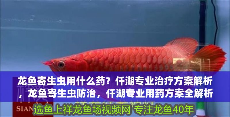 龍魚寄生蟲用什么藥？仟湖專業治療方案解析，龍魚寄生蟲防治，仟湖專業用藥方案全解析