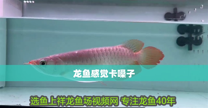 龍魚感覺卡嗓子