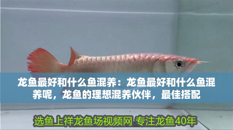 龍魚最好和什么魚混養：龍魚最好和什么魚混養呢，龍魚的理想混養伙伴，最佳搭配