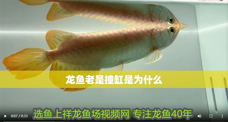 龍魚老是撞缸是為什么