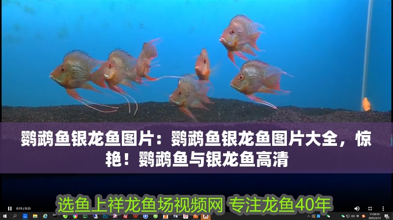 鸚鵡魚銀龍魚圖片：鸚鵡魚銀龍魚圖片大全，驚艷！鸚鵡魚與銀龍魚高清