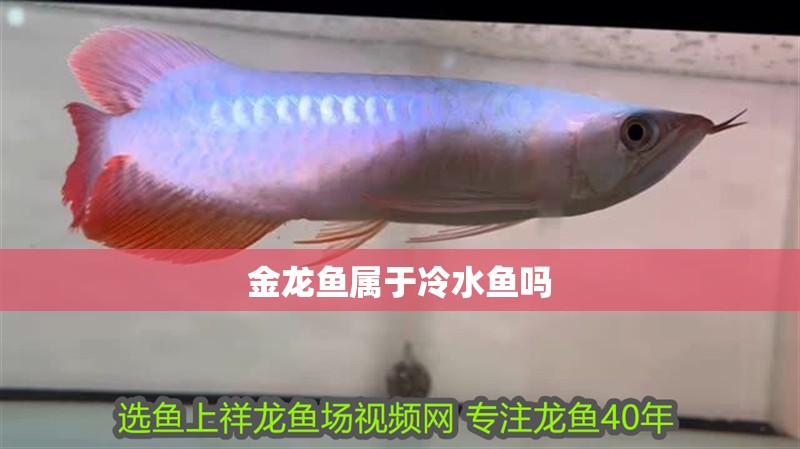 金龍魚屬于冷水魚嗎