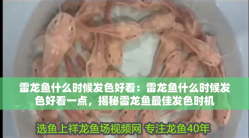 雷龍魚什么時候發色好看：雷龍魚什么時候發色好看一點，揭秘雷龍魚最佳發色時機