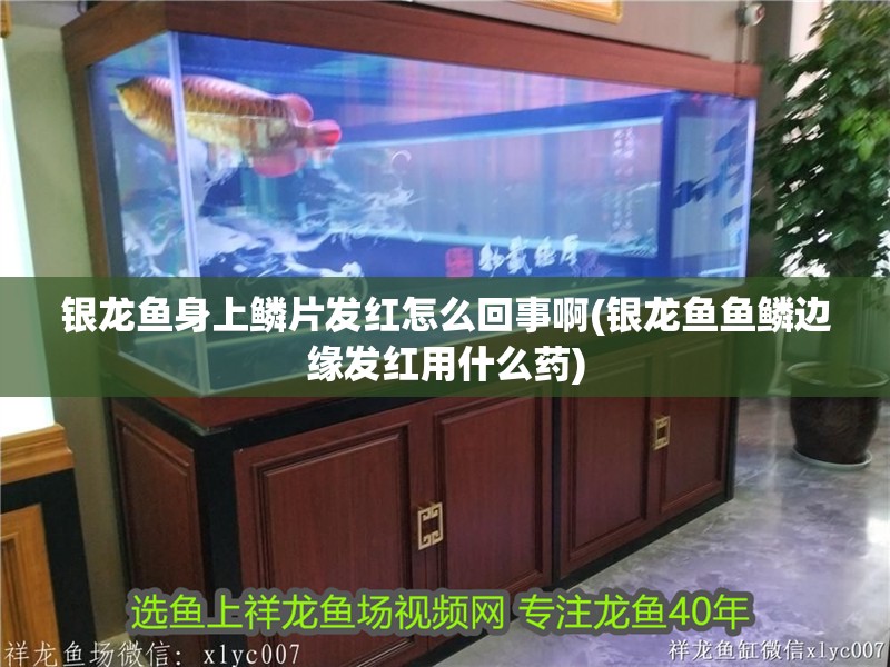 銀龍魚身上鱗片發紅怎么回事啊(銀龍魚魚鱗邊緣發紅用什么藥) 銀龍魚身上鱗片發紅怎么回事啊(銀龍魚魚鱗邊緣發紅用什么藥) 銀龍魚百科