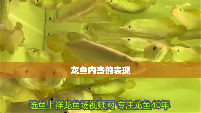 龍魚內(nèi)寄的表現(xiàn)