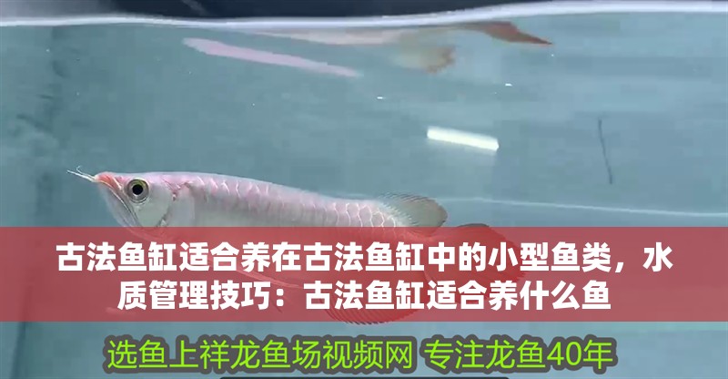 古法魚缸適合養在古法魚缸中的小型魚類，水質管理技巧：古法魚缸適合養什么魚