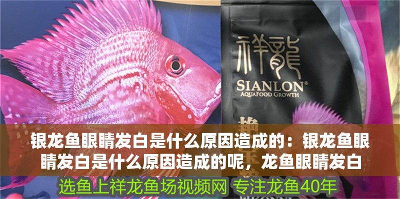 銀龍魚眼睛發(fā)白是什么原因造成的：銀龍魚眼睛發(fā)白是什么原因造成的呢，龍魚眼睛發(fā)白